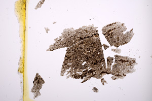 Plane Polarized, E457