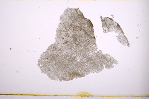Plane Polarized, E477