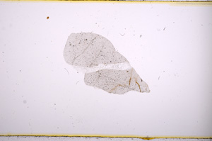 Plane Polarized, E479