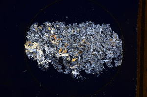 Cross Polarized, E500