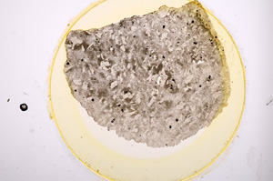 Plane Polarized, E535