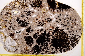 Plane Polarized, E541