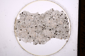 Plane Polarized, E566