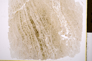 Plane Polarized, E614