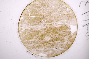 Plane Polarized, E614/A