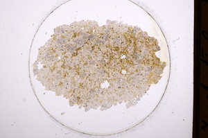 Plane Polarized, E641