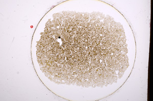 Plane Polarized, E644