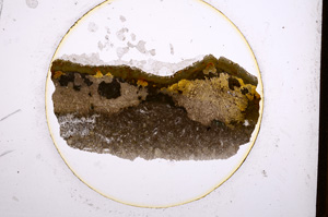 Plane Polarized, E694