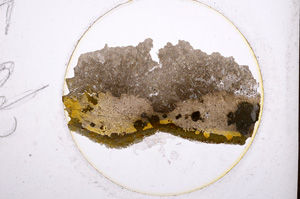 Plane Polarized, E695