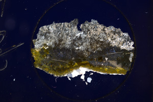 Cross Polarized, E695