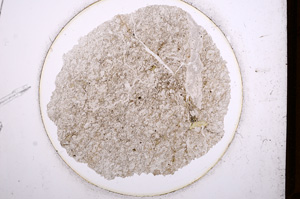 Plane Polarized, E696