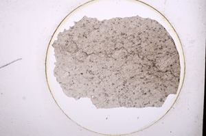 Plane Polarized, E698