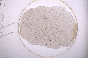 Plane Polarized, E699