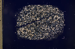 Cross Polarized, E712