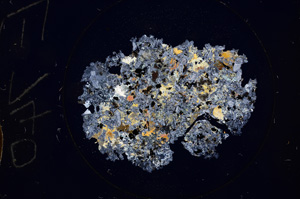 Cross Polarized, E740