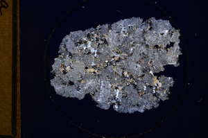 Cross Polarized, E753