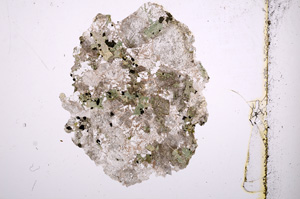 Plane Polarized, E759