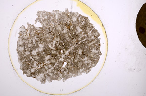 Plane Polarized, E840