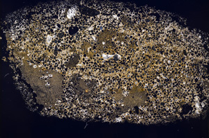 Cross Polarized, E895