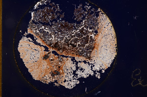 Cross Polarized, E948