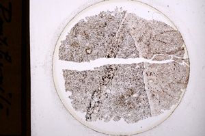 Plane Polarized, E954