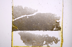 Plane Polarized, E1166
