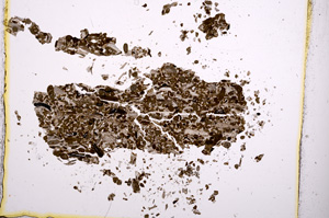 Plane Polarized, E1193