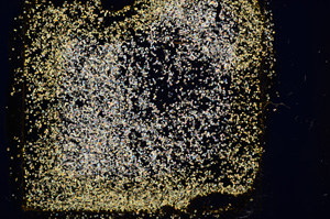 Cross Polarized, E1194/A