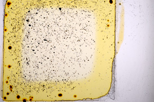 Plane Polarized, E1196/A