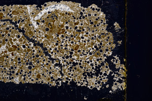 Cross Polarized, E1198
