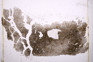 Plane Polarized, E1202