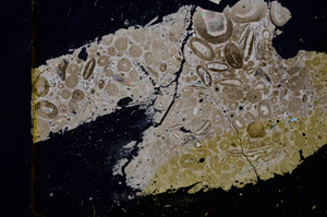 Cross Polarized, E1222