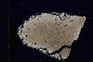 Cross Polarized, E1229