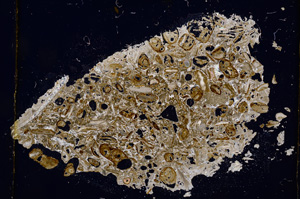 Cross Polarized, E1232