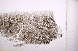 Plane Polarized, E1238
