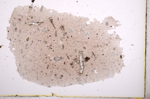 Plane Polarized, E2431