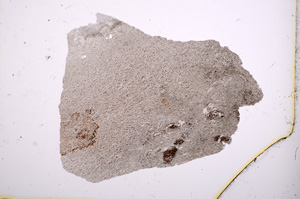 Plane Polarized, E2449