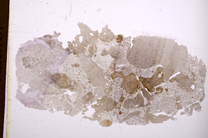 Plane Polarized, E2451