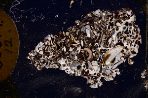 Cross Polarized, E2465