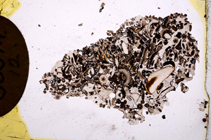 Plane Polarized, E2465