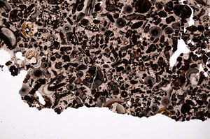 Plane Polarized, E2466