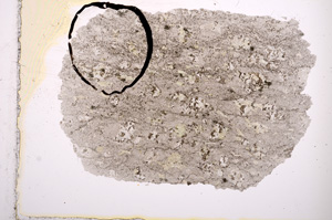 Plane Polarized, E2661