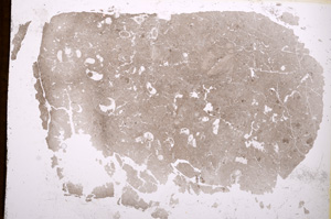 Plane Polarized, E2859