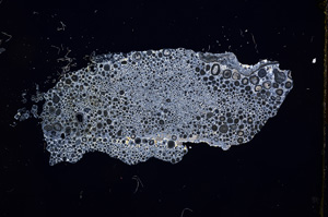 Cross Polarized, E2867