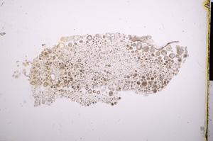 Plane Polarized, E2867