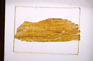 Plane Polarized, E2872