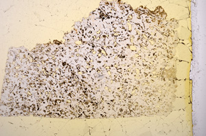 Plane Polarized, E2933