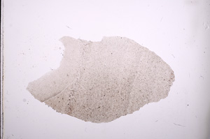 Plane Polarized, E2972