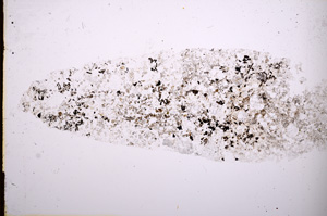 Plane Polarized, E3017