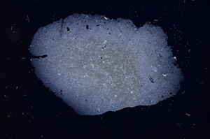 Cross Polarized, E3028